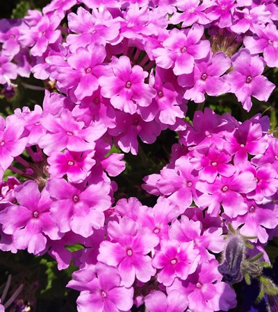 Verbena EnduraScape™ Pink Bicolor